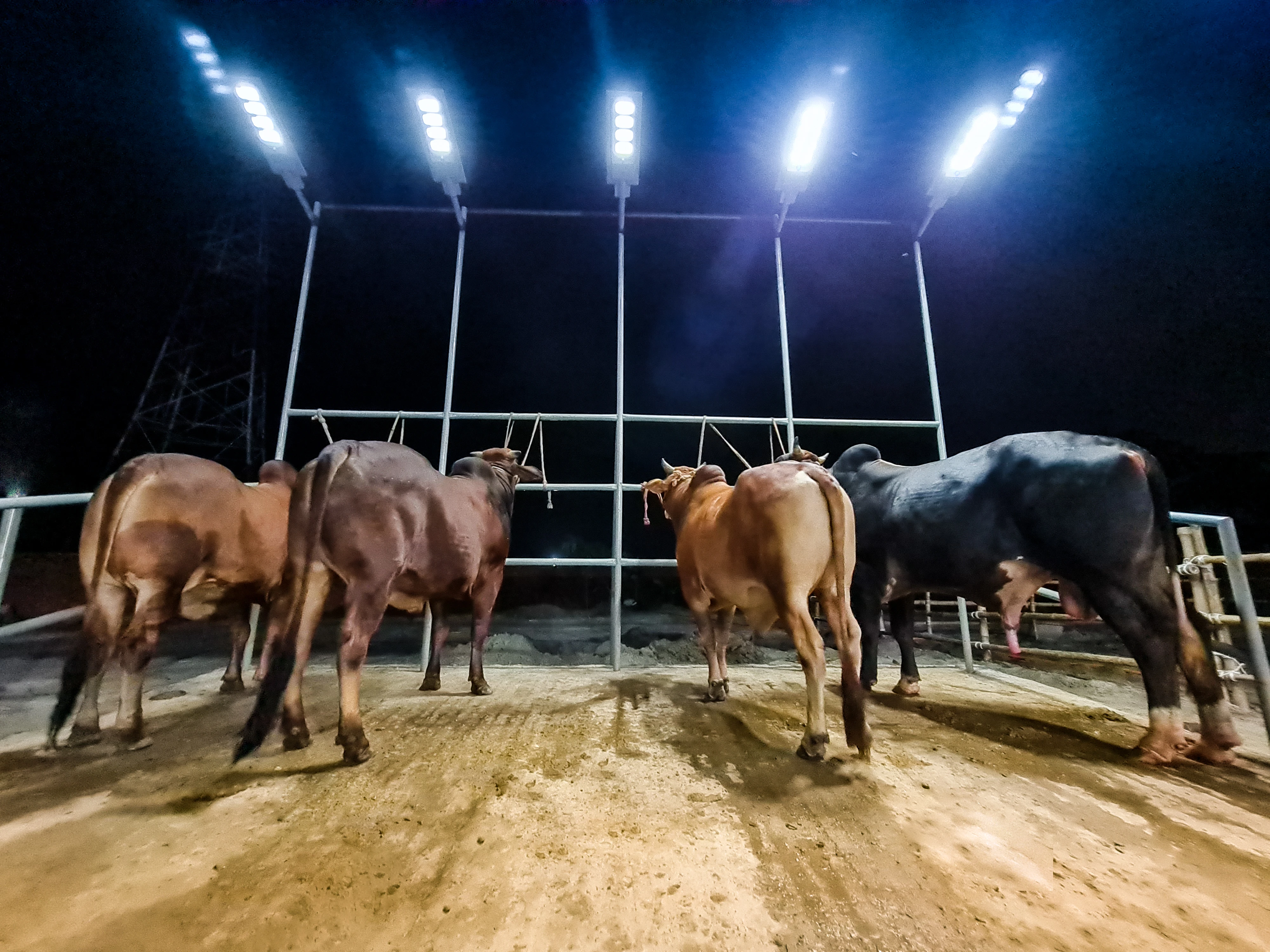 Qurbani Cattle